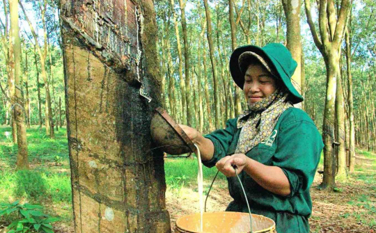 Giá bán mủ cao su ước tăng 24%, Cao su Việt Nam (GVR) có thể tăng kế hoạch kinh doanh