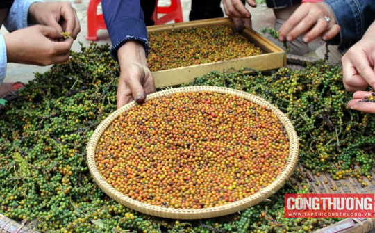 Giá tiêu hôm nay 22/10: Nguồn cung trong nước cạn, tiêu ngoại ồ ạt đổ về Việt Nam