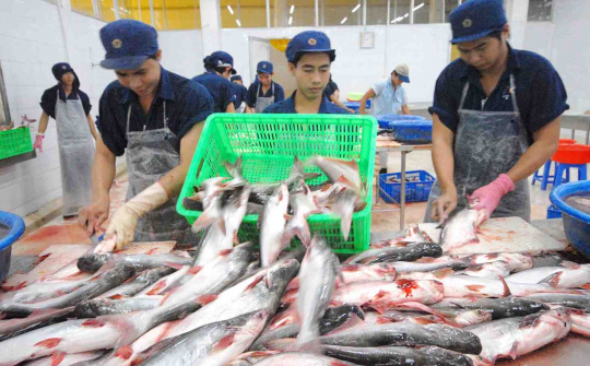 Quý 3 bứt phá, Thủy sản Vĩnh Hoàn (VHC) báo lãi ròng tăng 70%