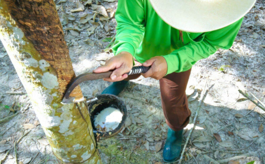 Ước tính vượt mục tiêu lãi cả năm, Cao su Việt Nam (GVR) chốt chia cổ tức bằng tiền mặt