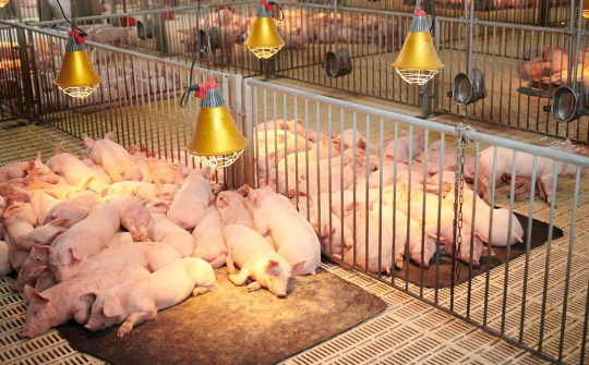 Tập đoàn Dabaco (DBC) có thể thu về hơn 1.000 tỷ đồng từ mảng vaccine thú y