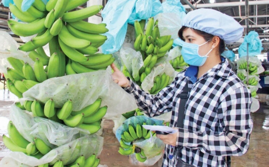 Khoe có 9.000 ha trái cây, Hoàng Anh Gia Lai (HAG) tự tin nông nghiệp tuần hoàn sẽ giúp thoát lỗ