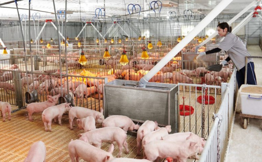 Công suất mảng chăn nuôi của Tập đoàn Dabaco (DBC) sắp tăng thêm 25%