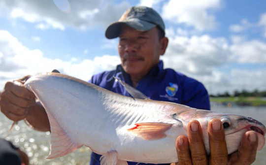 Thủy sản Vĩnh Hoàn (VHC) bước vào chu kỳ tăng trưởng mới, lãi ròng dự kiến tăng mạnh