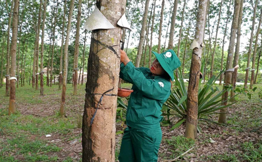 Cao su Đồng Phú (DPR): Giá cao su đạt kỷ lục 50 triệu đồng/tấn, hưởng lợi đến ít nhất nửa đầu năm sau