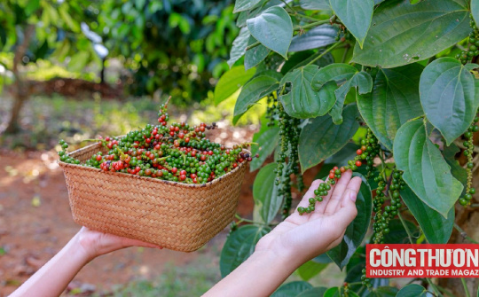 Giá tiêu hôm nay 29/11: Giá tăng gấp đôi, nông dân “mạnh tay” đầu tư vào vườn tiêu