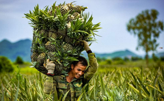 Phân bón Văn Điển bén duyên vùng chuyên canh Bắc Miền Trung