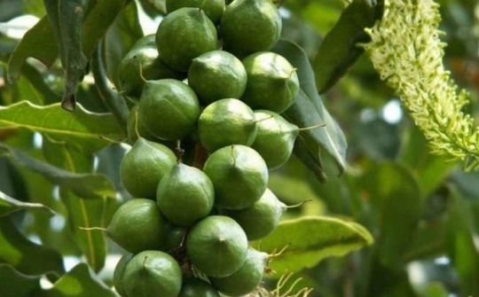 Giải pháp phát triển cây mắc ca theo hướng bền vững ở tỉnh Lai Châu