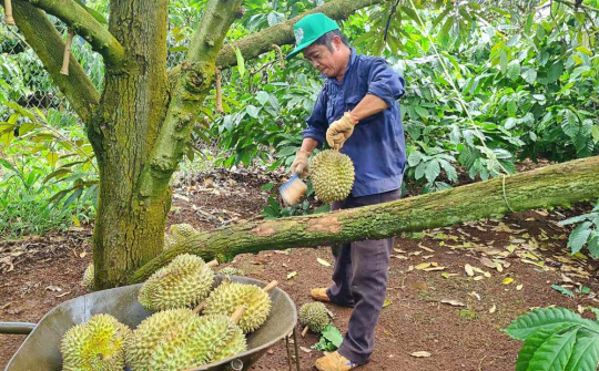 Cao su Đắk Lắk (DRI) muốn phát triển 500 ha trồng sầu riêng tại Lào