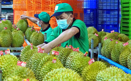 Chủ tịch Hoàng Anh Gia Lai (HAG): 10 năm nữa Trung Quốc mới tự cung được sầu riêng