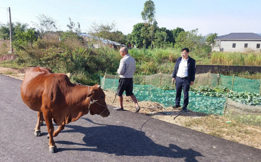 Phổ Yên: 100% hộ nghèo được hỗ trợ bò giống sinh sản lai Sind