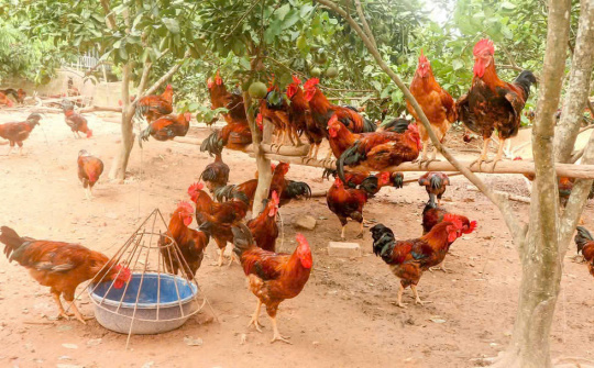 Huyện Phú Bình (Thái Nguyên): Nỗ lực giảm 0,78% tỷ lệ hộ nghèo năm 2024