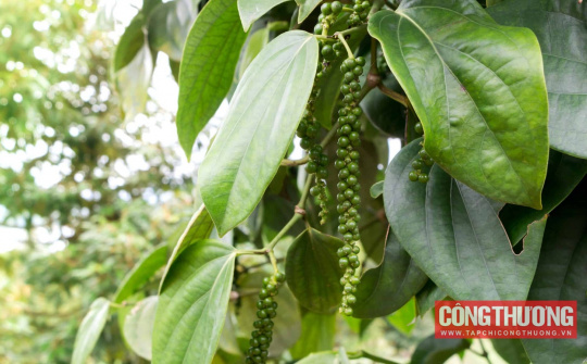 Giá tiêu hôm nay 25/12: Thiếu cung đẩy giá tăng