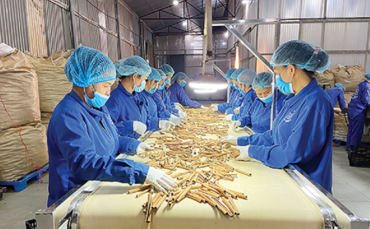 Thủ tướng chỉ đạo tháo gỡ khó khăn cho hoạt động xuất khẩu dược liệu