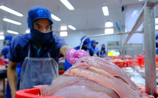 Thuỷ sản Nam Việt (ANV): Đã khép kín chuỗi giá trị cá tra, tham vọng lãi năm nay tăng gấp 8 lần