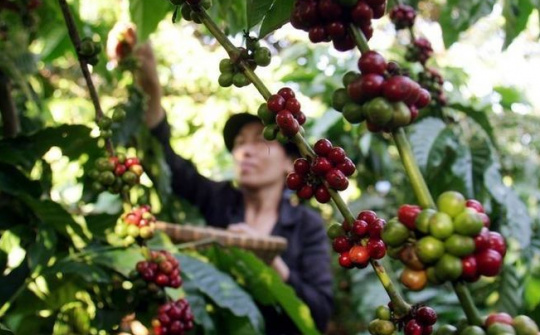 Giá cà phê hôm nay 12/4: Có thể phá ngưỡng 110.000 đồng/kg trong vài ngày tới