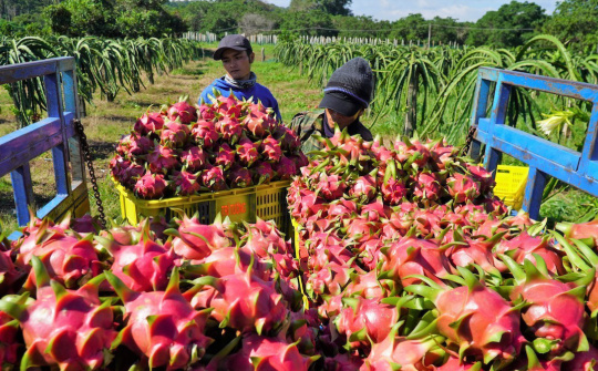 Đẩy mạnh xúc tiến nông sản sang thị trường Ấn Độ