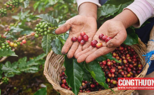 Giá cà phê hôm nay 18/4: Tăng phi mã chưa từng thấy, vượt mốc 120.000 đồng/kg