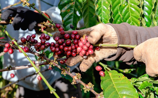 Giá cà phê hôm nay 19/4: Điều chỉnh nhẹ, thị trường cần tích luỹ cho nhịp tăng mới?