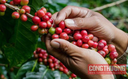 Giá cà phê hôm nay 20/4: Tăng mạnh trở lại, toàn cầu trông chờ vào nguồn cung từ Việt Nam