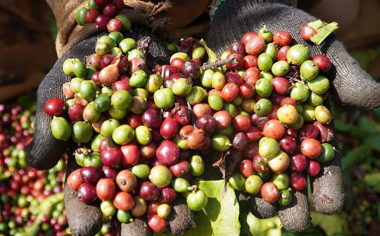 Giá cà phê hôm nay 22/4: Tăng hơn 11% trong tuần qua, liên tiếp xô đổ các kỷ lục