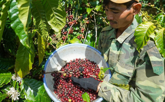 Giá cà phê hôm nay 01/5: Thị trường điều chỉnh, dự báo Tây Nguyên vẫn đối mặt với khô hạn