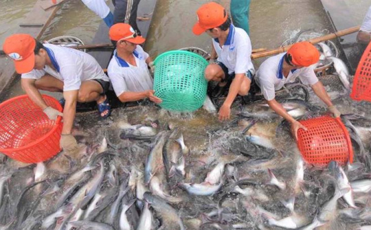 Xuất khẩu cá tra sang EU cần tập trung đáp ứng tiêu chuẩn xanh