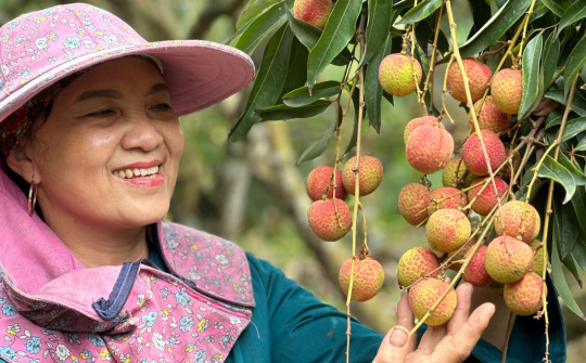 Quảng Ninh lần đầu tổ chức phiên livestream bán vải chín sớm Phương Nam