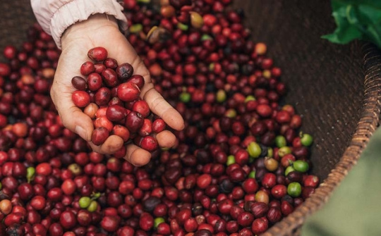 NESCAFÉ Plan 2030: Tăng cường áp dụng nông nghiệp tái sinh