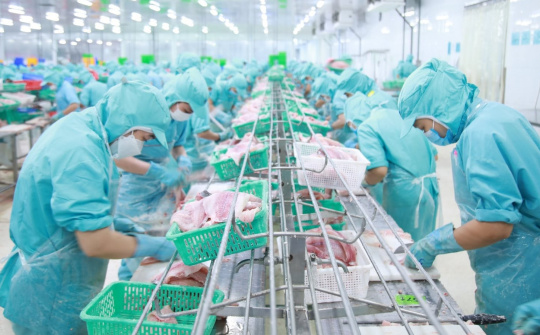 Tập đoàn Sao Mai (ASM): Chốt chia cổ tức năm 2022 và 2023 bằng cổ phiếu