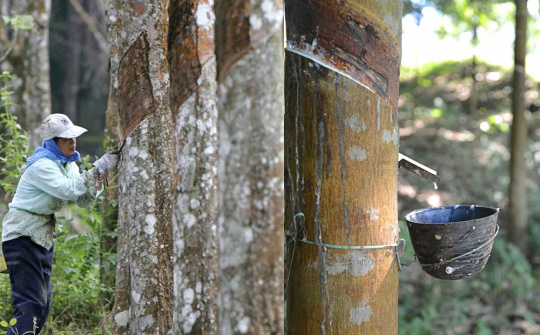 Giá cao su tăng cao nhưng lãi của Cao su Việt Nam (GVR) vẫn giảm 14%