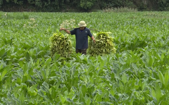 Hiệp hội Thuốc lá Việt Nam: Dấu ấn của nỗ lực và thành công