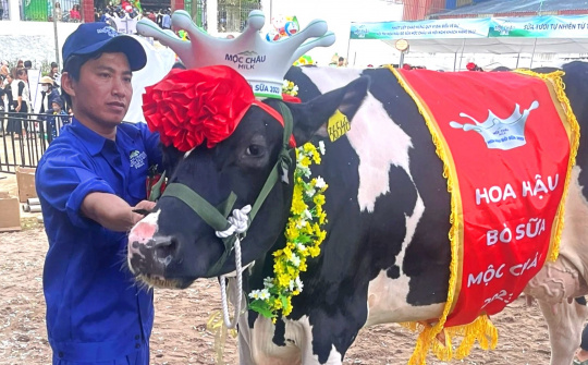 Cổ phiếu MCM của Mộc Châu Milk (MCM) được chấp thuận niêm yết trên HoSE