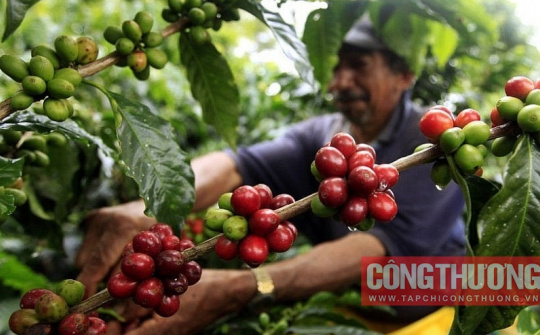 Giá cà phê hôm nay 27/5: Tăng gần 10% chỉ sau 1 tuần, hướng về vùng đỉnh tháng 4