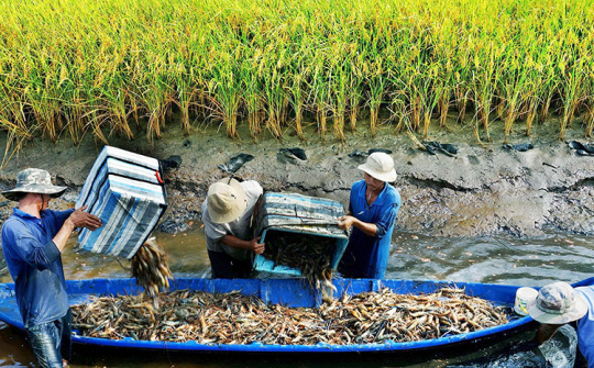 Cà Mau đầu tư 20.000 tỷ đồng để phát triển ngành tôm đến năm 2030