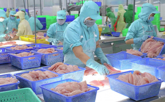 Giá cá tra đã tạo đáy, giai đoạn khó khăn nhất với Thuỷ sản Vĩnh Hoàn (VHC) đã qua