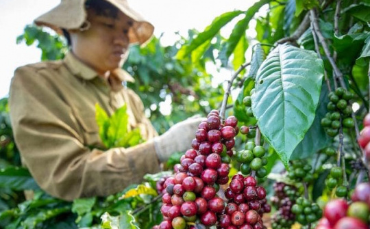Giá cà phê hôm nay 27/5: Vẫn còn động lực tăng giá trong thời gian tới?
