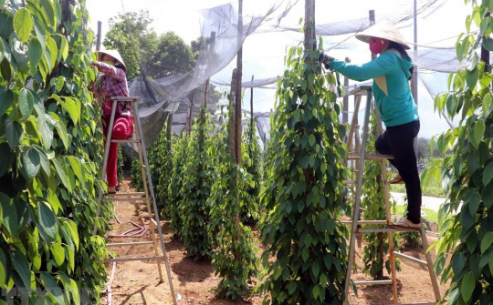 Giá tiêu hôm nay 29/5: Neo cao kỷ lục, loạt nước tăng tốc mua tiêu Việt Nam