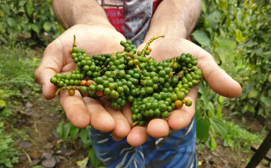 Giá tiêu hôm nay 30/5: Tăng sốc, vụ thu hoạch tại Brazil và Indonesia sẽ diễn ra muộn