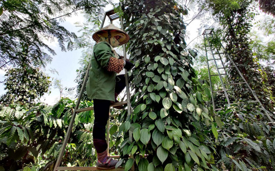 Giá tiêu hôm nay 31/5: Lập kỷ lục mới, dự báo có thể vượt 250.000 đồng/kg