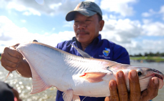 Giá cá tra dự báo tăng thêm 10%, kỳ vọng lợi nhuận của Thủy sản Nam Việt (ANV) hồi phục
