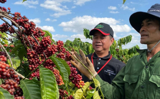 Lo ngại đứt gãy chuỗi cung ứng cà phê Việt Nam do giá tăng cao