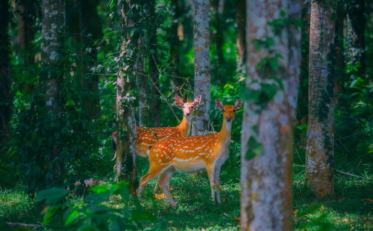 Khám phá điều kỳ diệu của vườn Quốc gia Cúc Phương