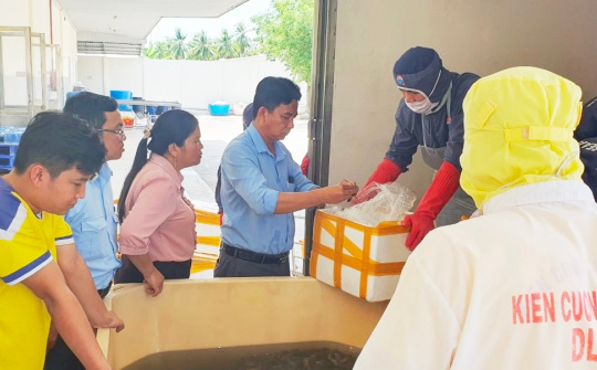 Quản lý thị trường Kiên Giang: Phát hiện trên nửa tấn tôm chứa tạp chất agar