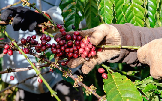 Giá cà phê hôm nay 7/5: Đà giảm chững lại, tồn kho cà phê ước chỉ còn 300.000 tấn