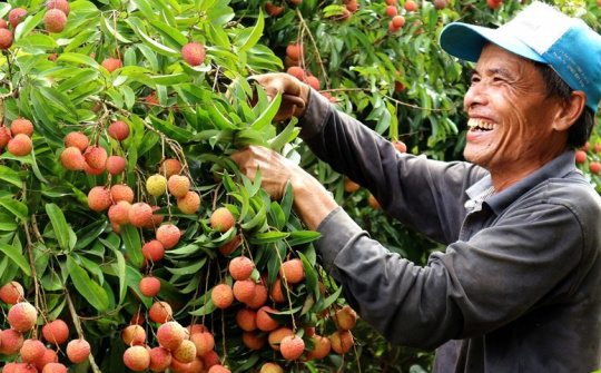 Phấn đấu đưa vải thiều Thanh Hà (Hải Dương) sang thị trường Canada trong năm 2024