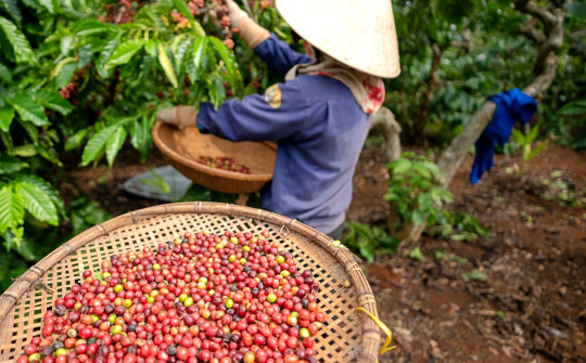 Giá cà phê hôm nay 9/5: Hồi phục nhẹ nhưng dự báo khó quay lại mức đỉnh