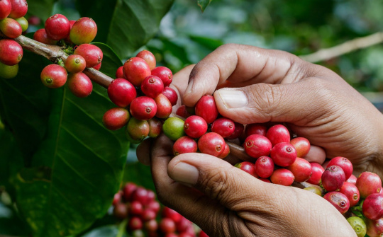 Giá cà phê hôm nay 1/6: Giá xuất khẩu của Việt Nam tăng 50% sau 5 tháng