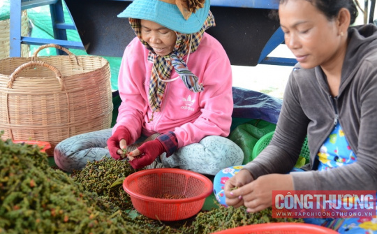 Giá tiêu hôm nay 1/6: Tiếp tục tăng “nóng”, tiêu Việt sẽ chi phối giá tiêu thế giới