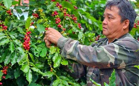 Giá cà phê hôm nay 10/6: Nhích tăng trở lại, xuất khẩu cà phê đạt gần 3 tỷ USD